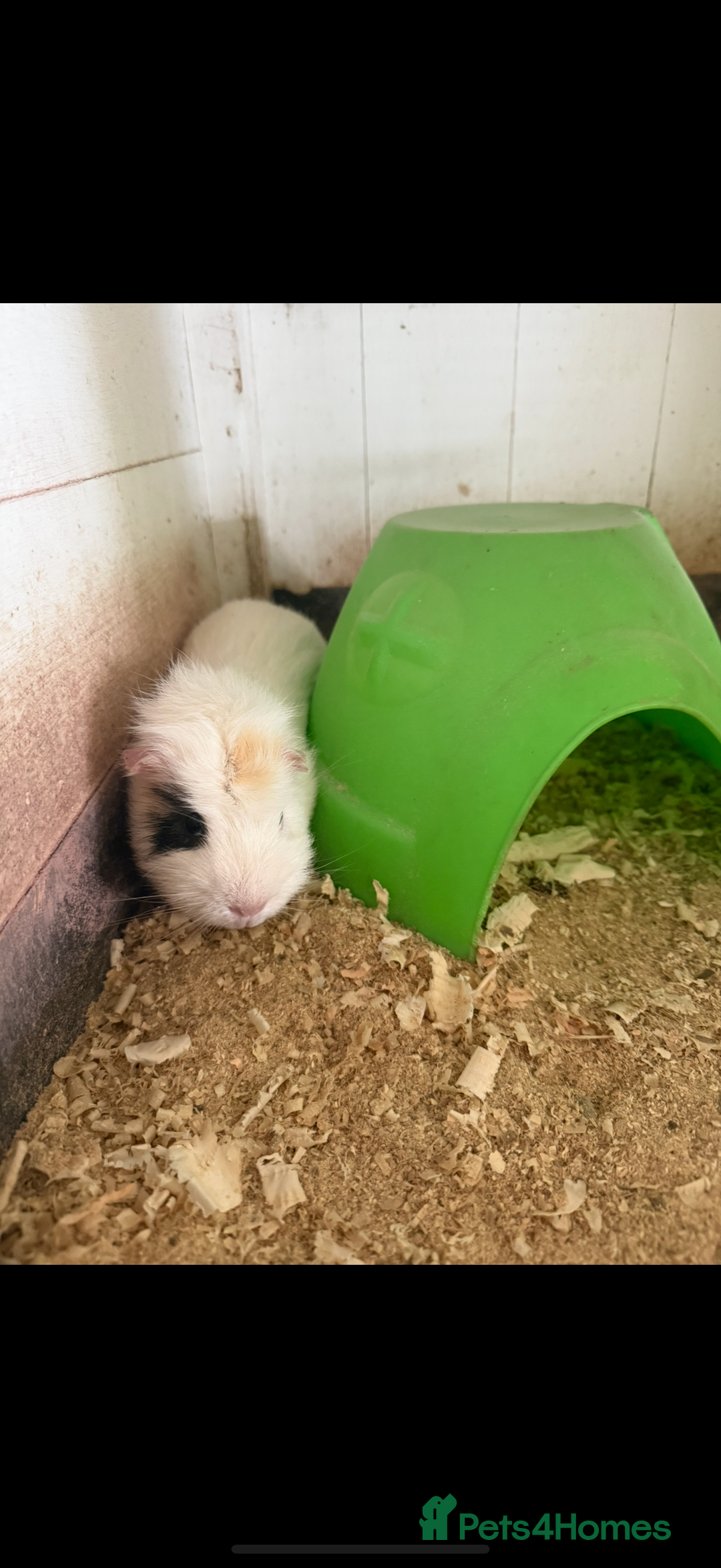 Guinea Pig rodents for sale: Guinea pig - Advert 4
