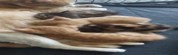 Mixed Breed cats for sale: 4 kittens (8 weeks old) - Advert 3