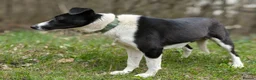 Mixed Breed dogs for adoption: ❤️🐶 RIABA – THE COMPANION EVERY FAMILY DREAMS OF in Burton-on-Trent - Advert 12