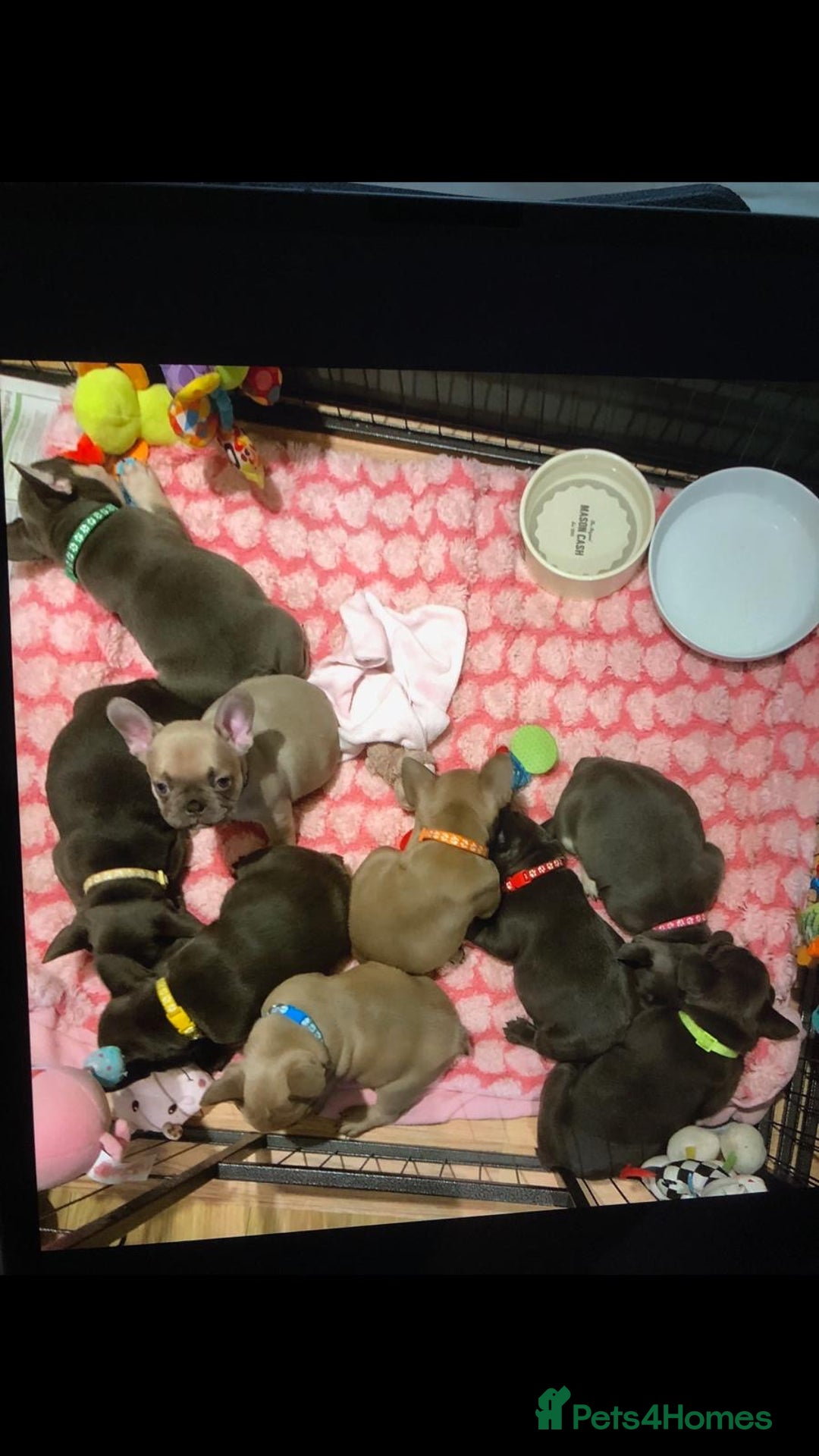 French Bulldog dogs for stud: 🌟🔥LILAC PLATINUM KC REG FRENCH BULLDOG STUD🔥🌟 in Uxbridge - Image 34