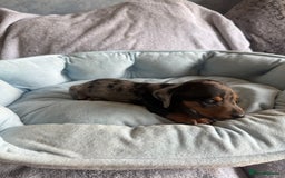 Miniature Dachshund dogs for sale: Miniature dachshund puppy’s  - Image 16