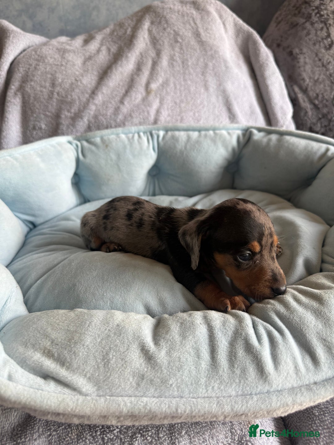 Miniature Dachshund dogs for sale: Miniature dachshund puppy’s  - Image 16