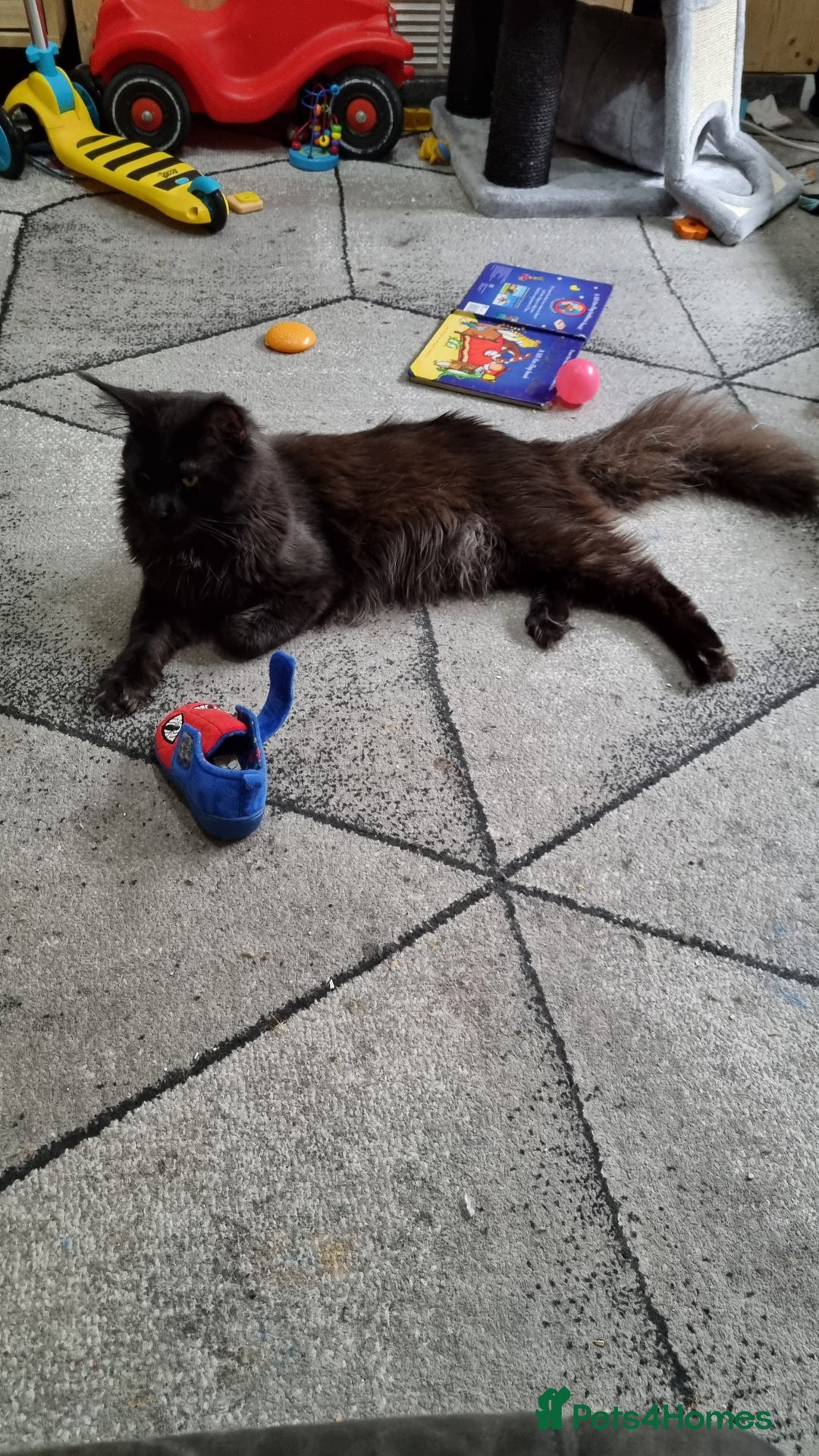 Maine Coon cats for stud: STUD ONLY  Maine Coon 9kg Russian Lines Proven - Image 10