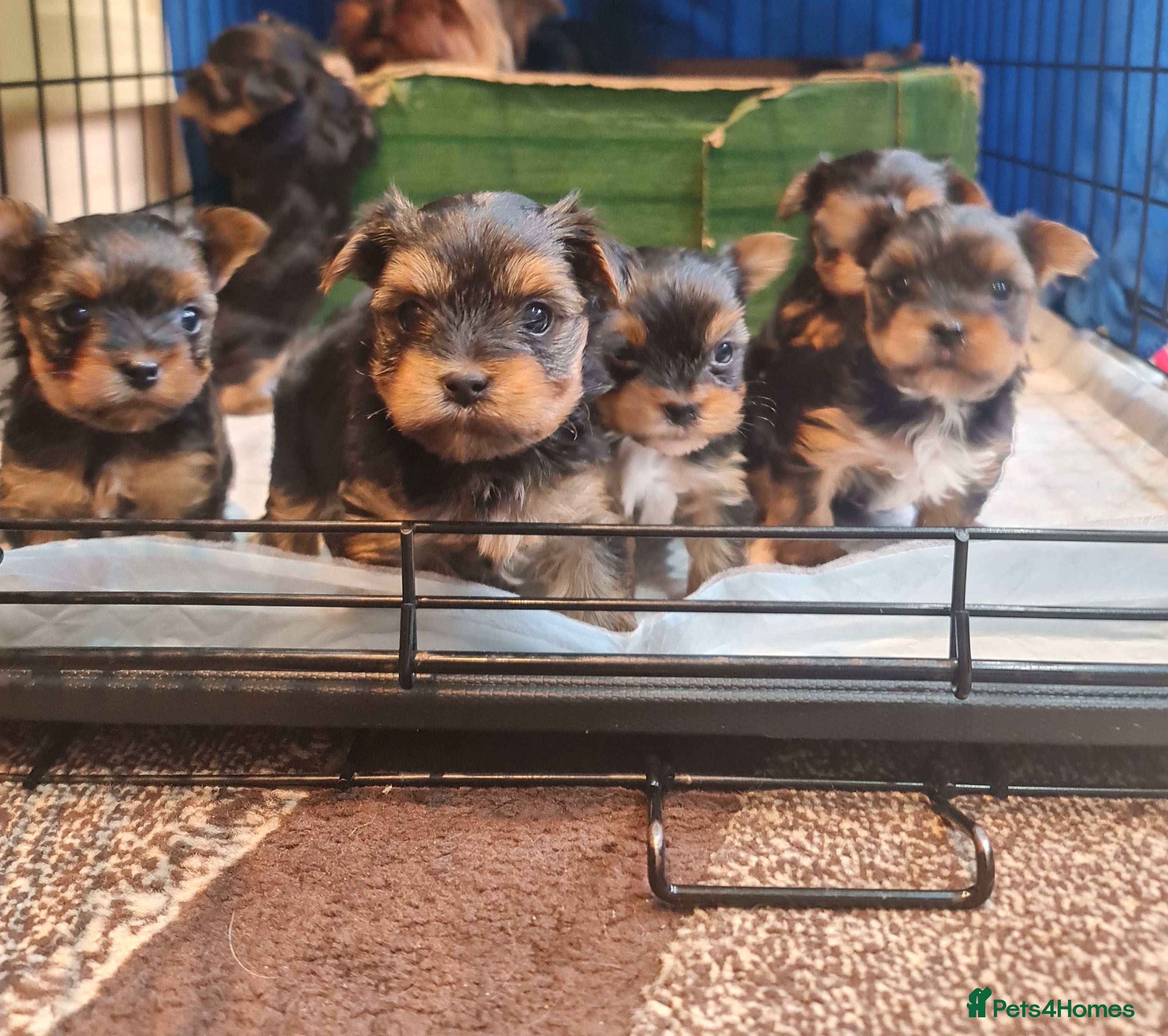 Yorkshire Terrier dogs Mini Yorkshire Terrier - Advert 10