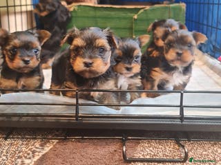 Yorkshire Terrier dogs Mini Yorkshire Terrier - Advert 10