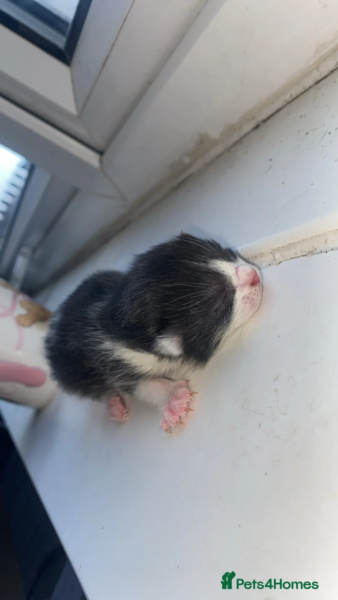 Mixed Breed cats for sale: 2 boys 1 little girl black and white kittens  in Leicester - Advert 2