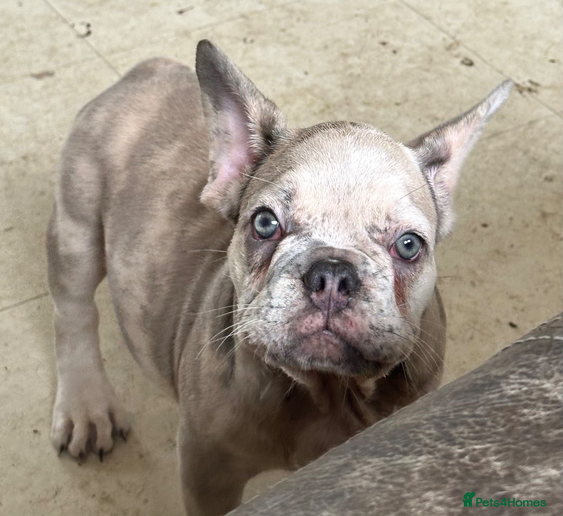 French Bulldog dogs Lilac Merle Boy  - Advert 11
