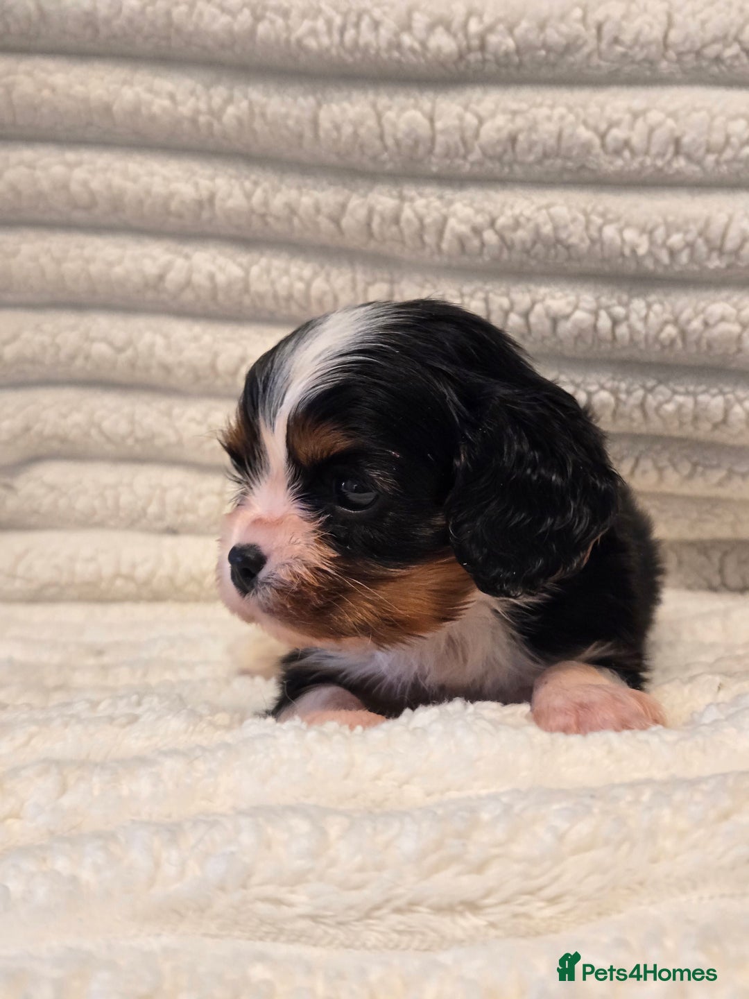 Cavalier King Charles Spaniel dogs for sale: KC Reg fully health tested parents cavvie pups  - Advert 7