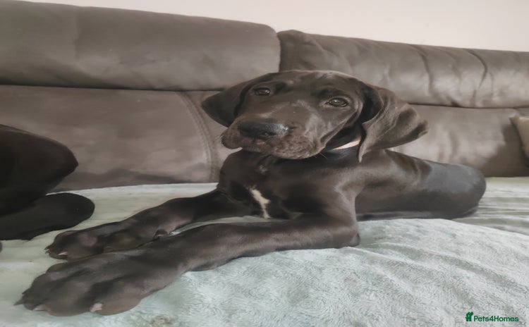 Great Dane dogs - Advert 1