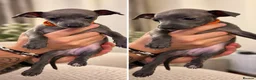 Italian Greyhound dogs for sale: 🐾 KC Registered Italian Greyhound Puppies 🐾 - Advert 5