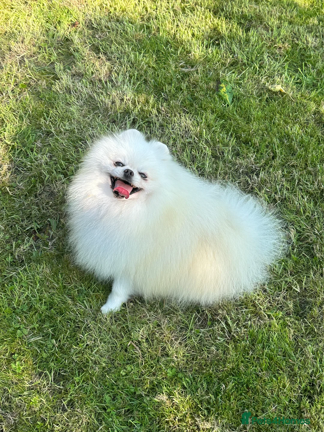 Pomeranian dogs for stud: Stunning optic white boy for stud duties in Lanark - Advert 12