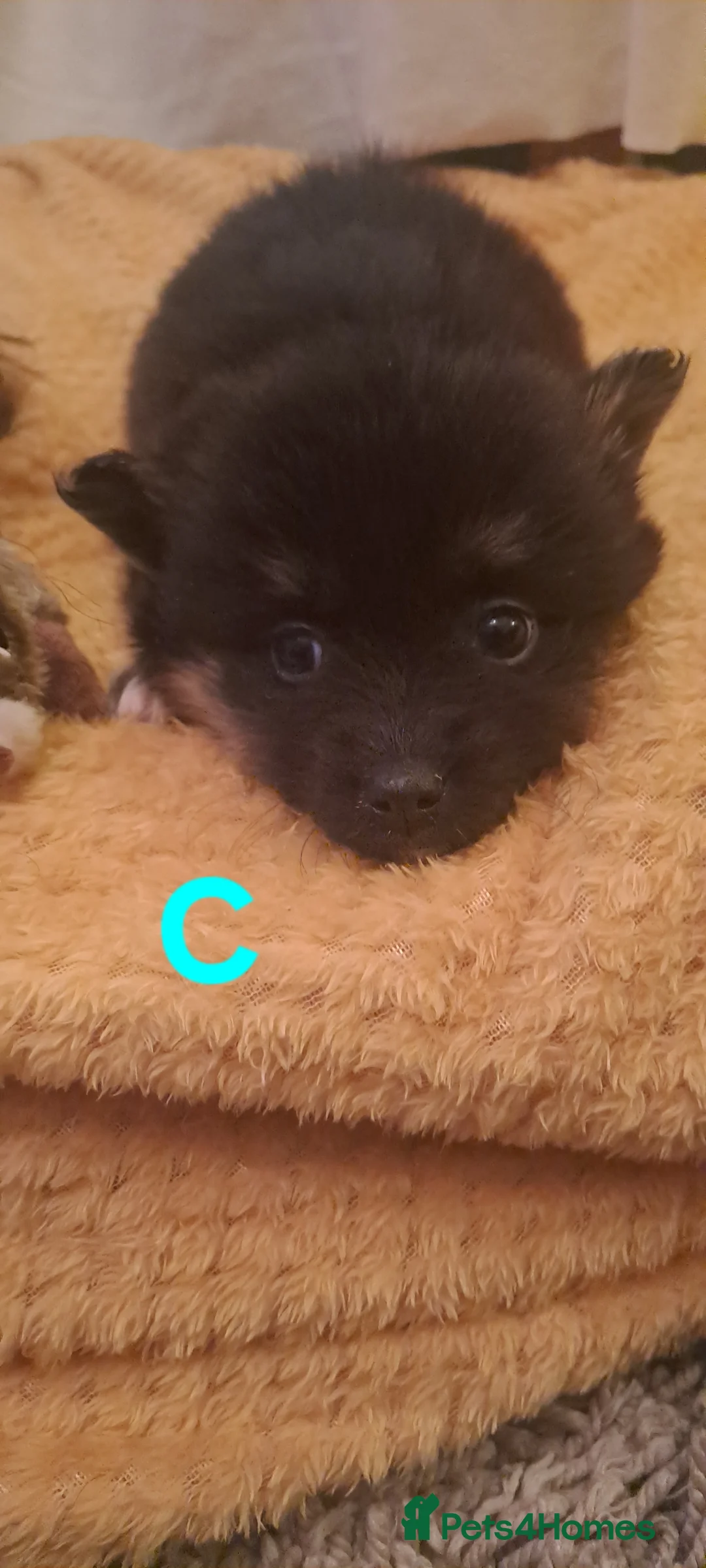 Pomsky dogs for sale: 5 Fluffy Pomsky pups- Ready Now - Advert 6