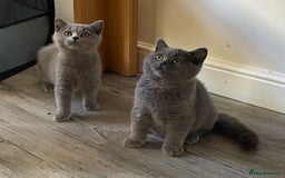 British Shorthair cats for sale: Stunning Bsh kittens READY NOW - Image 4