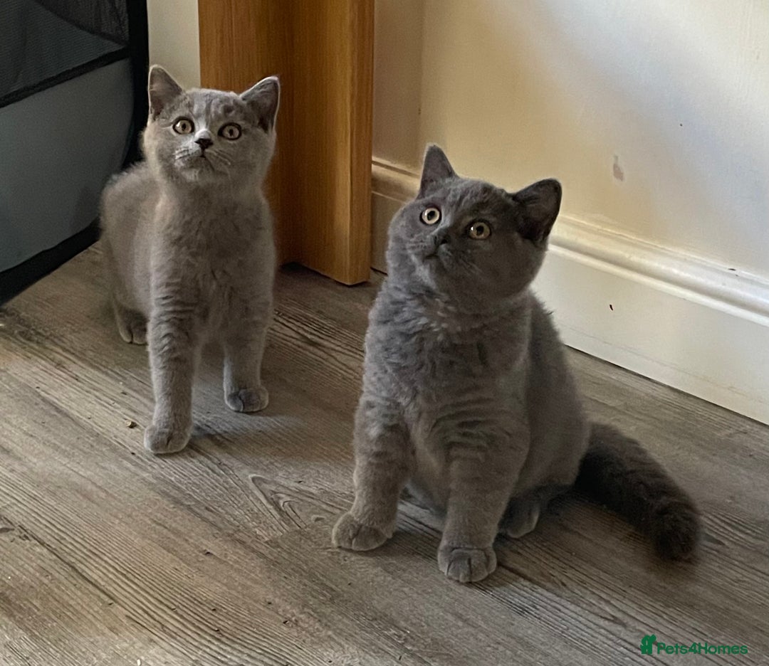 British Shorthair cats for sale: Stunning Bsh kittens READY NOW - Image 4