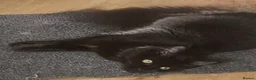 Maine Coon cats for sale: Exceptional pedigree MaineCoon female - Sprite - Advert 5