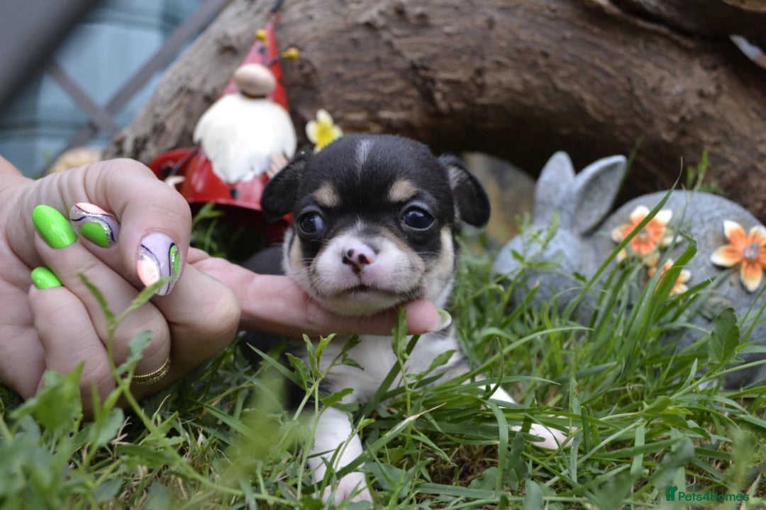 Chihuahua dogs for sale: 3 very beautiful puppy's  - Image 3