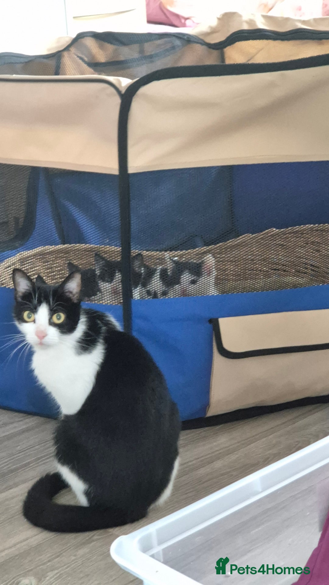 Mixed Breed cats for sale: 2 female kittens available and ready to leave  - Advert 1