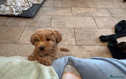 Mixed Breed dogs for sale: Adorable Cairnnoodle Puppies  - Image 2