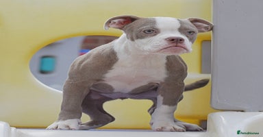 Olde English Bulldogge dogs - Advert 2