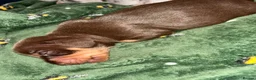 Miniature Dachshund dogs for sale: Miniature dachshund puppies in Crewe - Advert 18