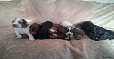 Cocker Spaniel dogs - Advert 16