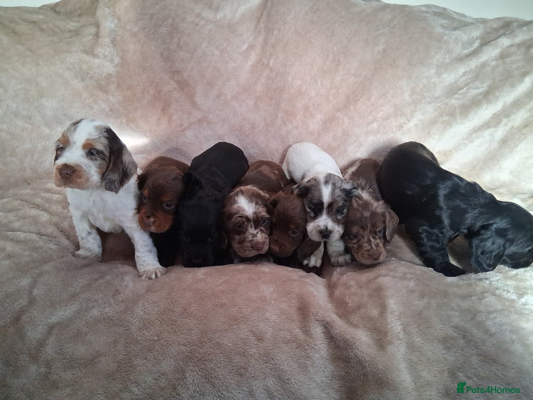 Cocker Spaniel dogs for sale: Cocker spaniel puppies  - Image 2