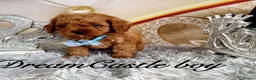 Cavapoo dogs for sale: Deep red Teddy Cavapoo ready now - Advert 22