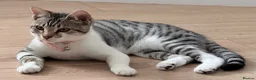 Mixed Breed cats for sale: Princess  in Buckingham - Advert 2