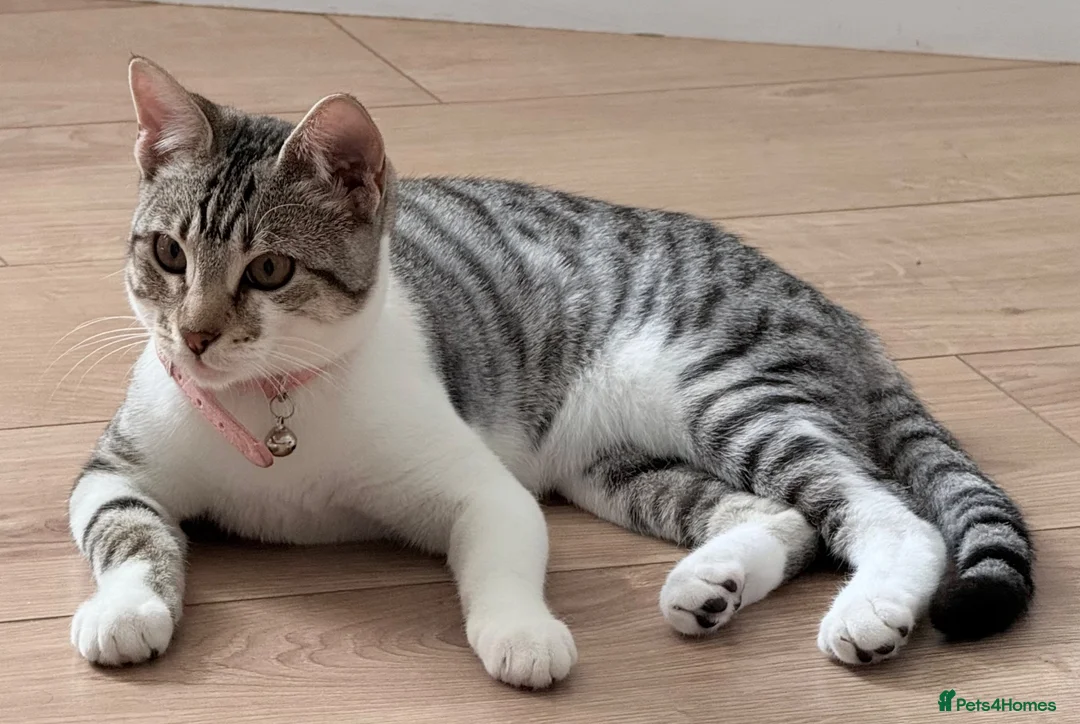 Mixed Breed cats for sale: Princess  in Buckingham - Advert 2