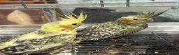 Cockatiels birds for sale: Baby cockatiels  - Advert 2