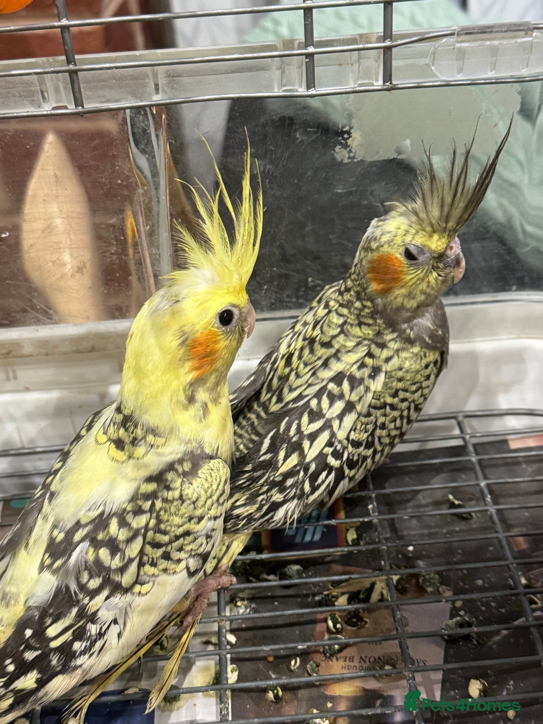 Cockatiels birds for sale: Baby cockatiels  - Advert 2