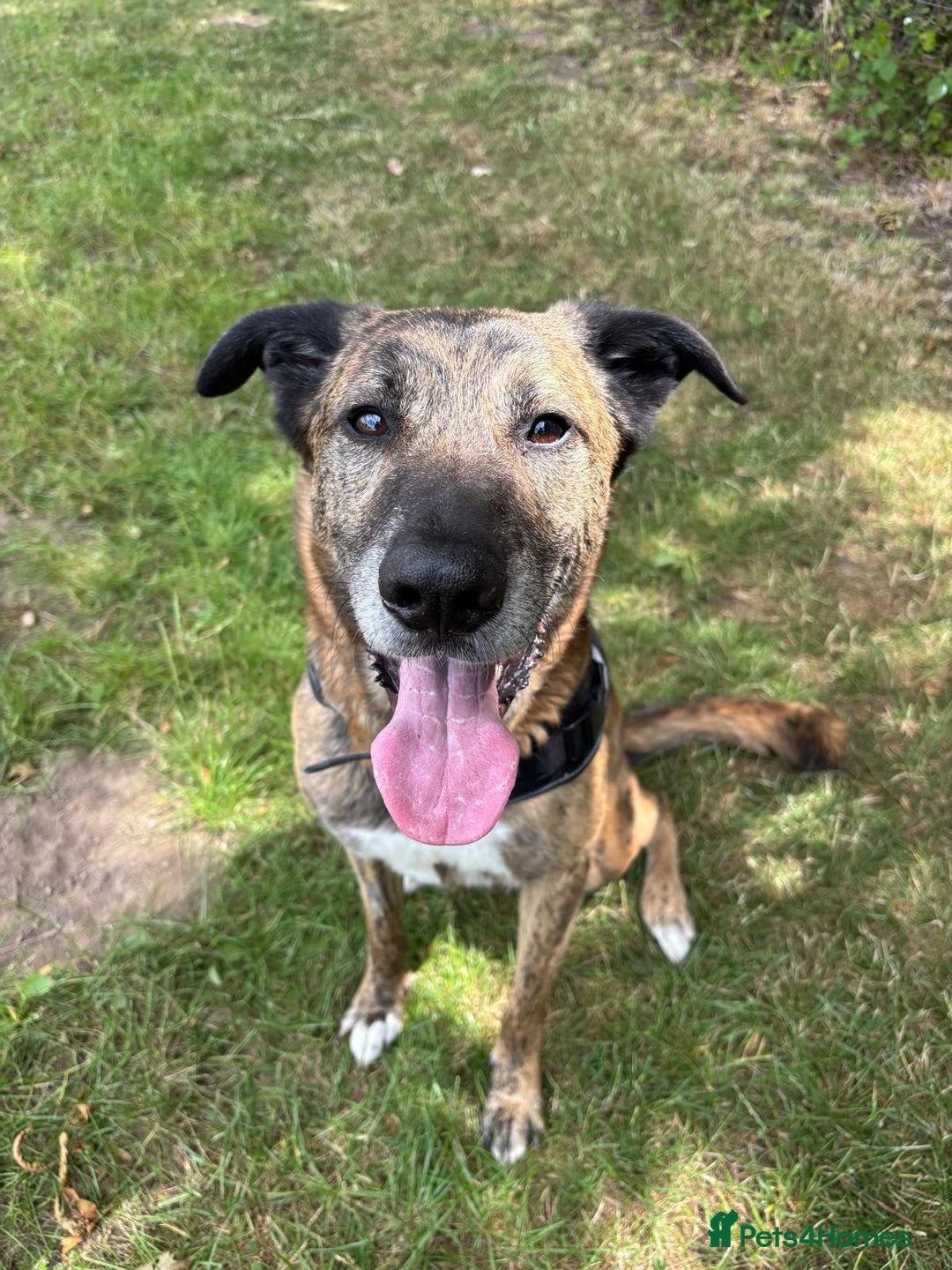 Mixed Breed dogs for adoption: Camel - Advert 3