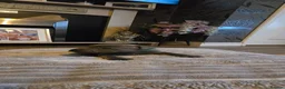 Staffordshire Bull Terrier dogs for sale: 5 beautifully staffy puppies kc registerd  - Advert 13