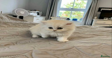 Persian cats - Advert 4