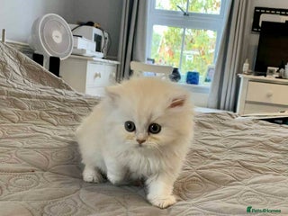 Persian cats - Advert 9