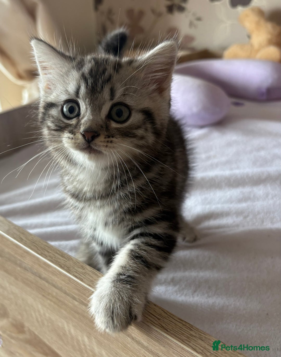 British Shorthair cats for sale: Silver tabby BSH cross - Image 6
