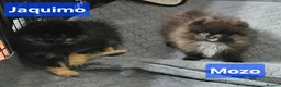 Pomeranian dogs for sale: FULLY VACCINATED.. Champion line, Pomeranian pups - Advert 4