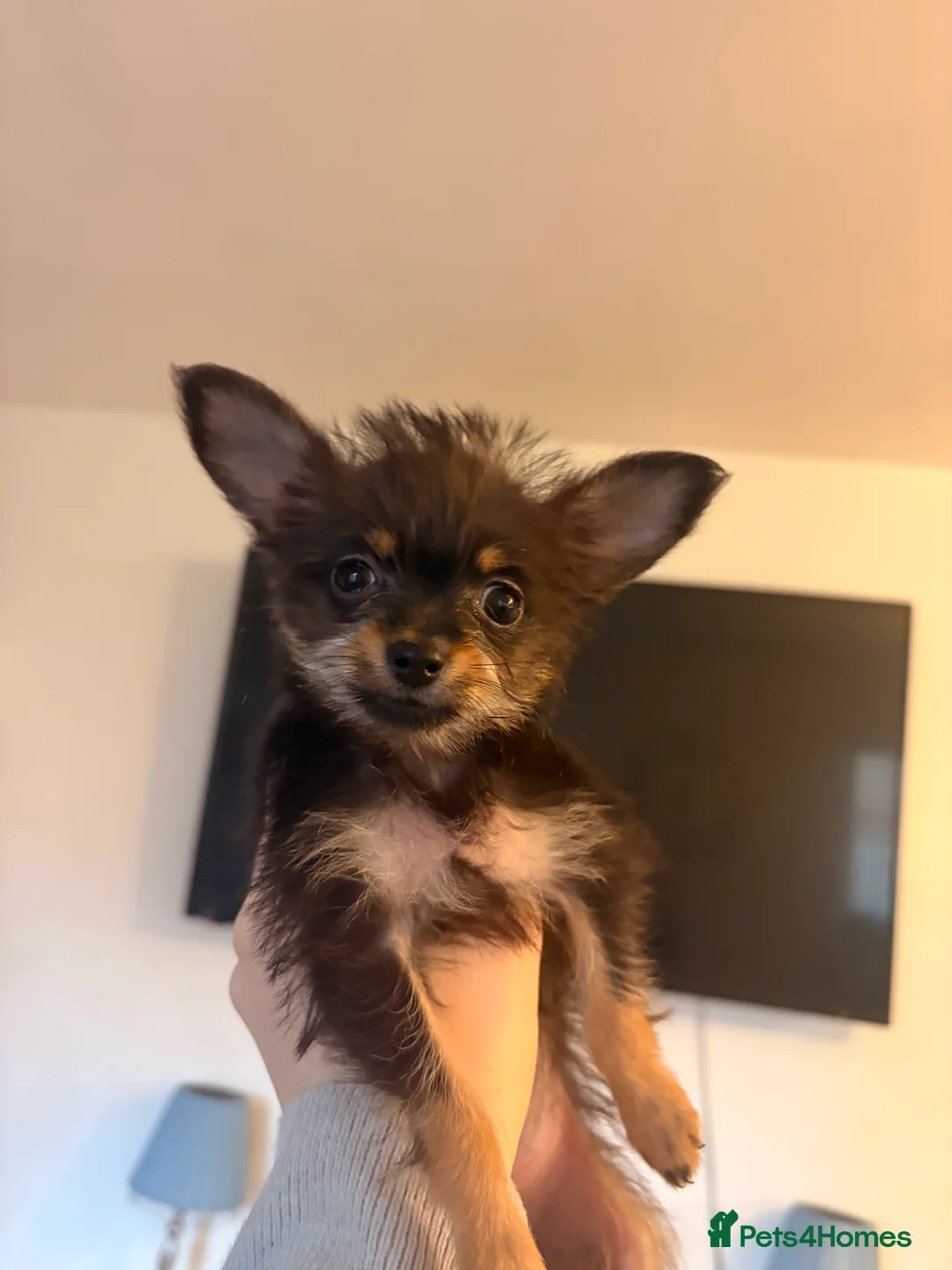 Chihuahua dogs for sale: 3 Pure-Bred Chihuahua Puppies 10 Week Old  - Advert 1