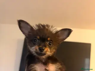 Chihuahua dogs 3 Pure-Bred Chihuahua Puppies 10 Week Old - Advert 4