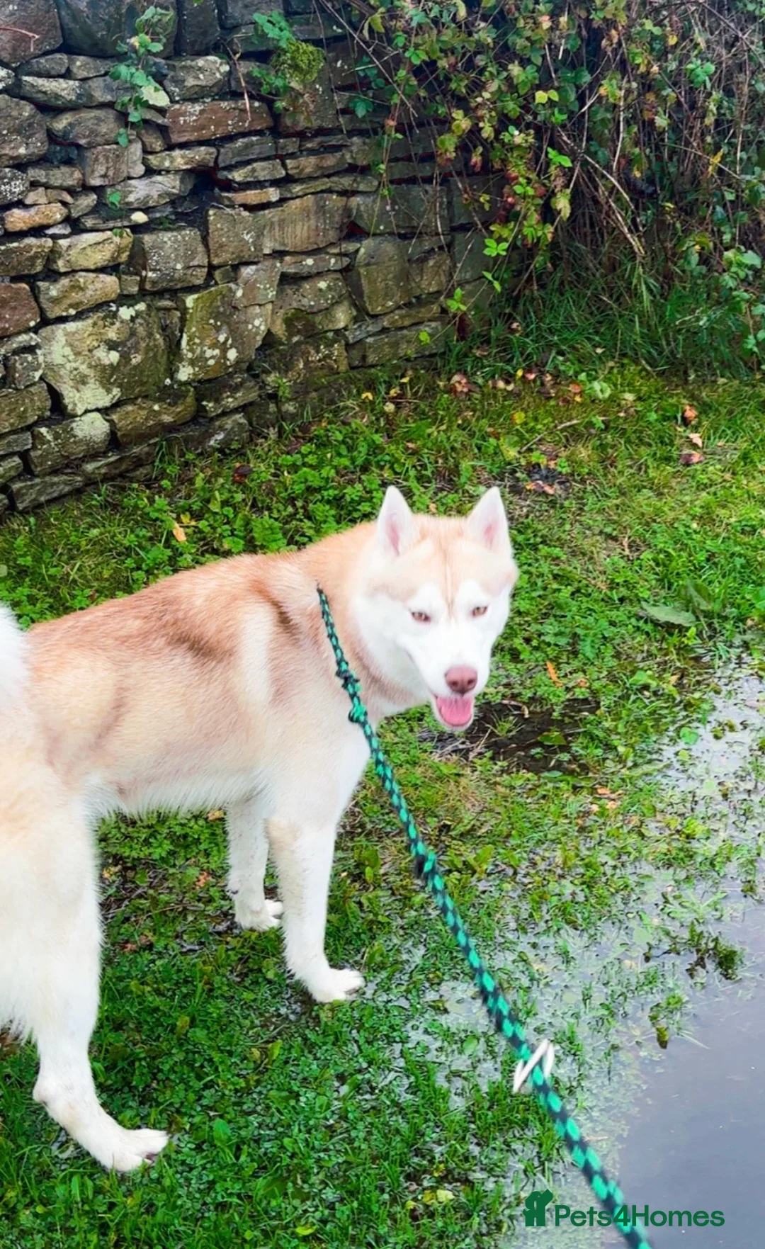 Siberian Husky dogs for sale: Beautiful male husky  - Advert 1