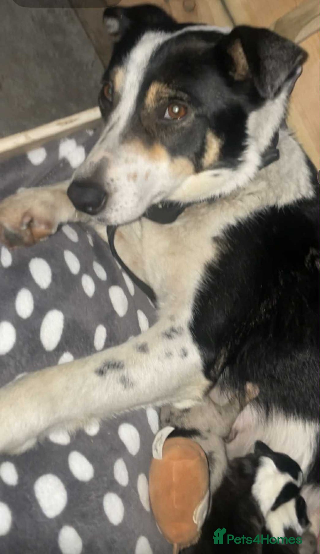 Border Collie dogs for sale: Border collie pups  - Image 10