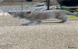 British Shorthair cats for sale: British short hair  - Image 3