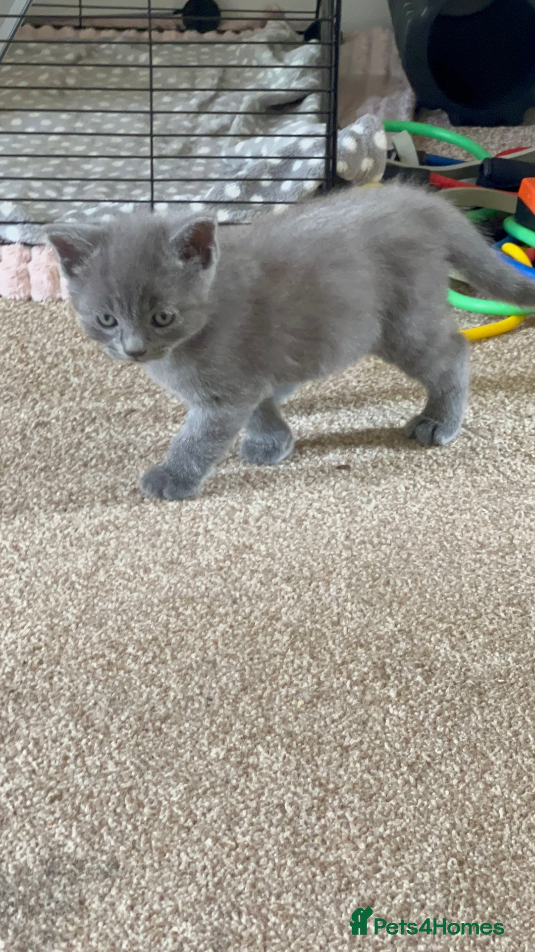 British Shorthair cats for sale: British short hair  - Image 3
