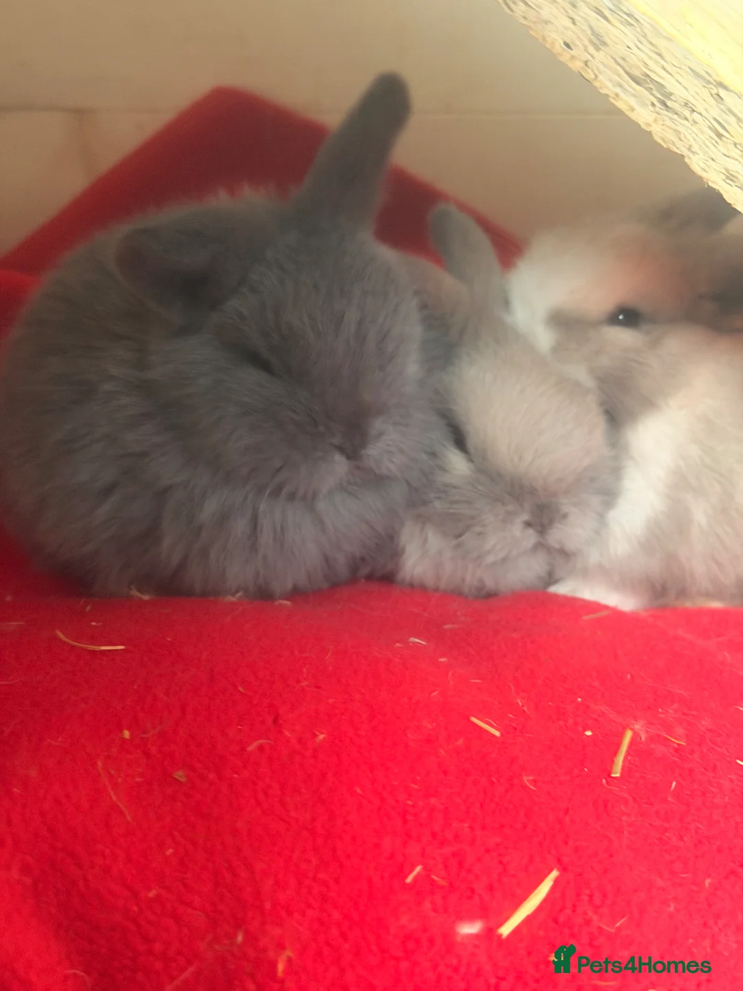 Mini Lop rabbits for sale: Stunning mini lops  - Advert 7