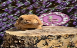 Mini Lop rabbits for sale: Harlequin Mini Lop Buck - Image 14