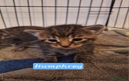 Domestic Shorthair cats for sale: Babies ready for their new homes NOW 🥰 - Image 9