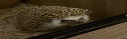 Pygmy Hedgehog rodents for sale: Breeding Pair Pygmy Hedgehogs Emergency Rehoming - Advert 12