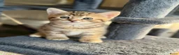 Bengal cats for sale: Beautiful kittens 🐈‍⬛  - Advert 12