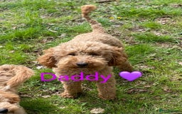 Cavapoochon dogs for sale: Cavapoochon puppies  - Image 28