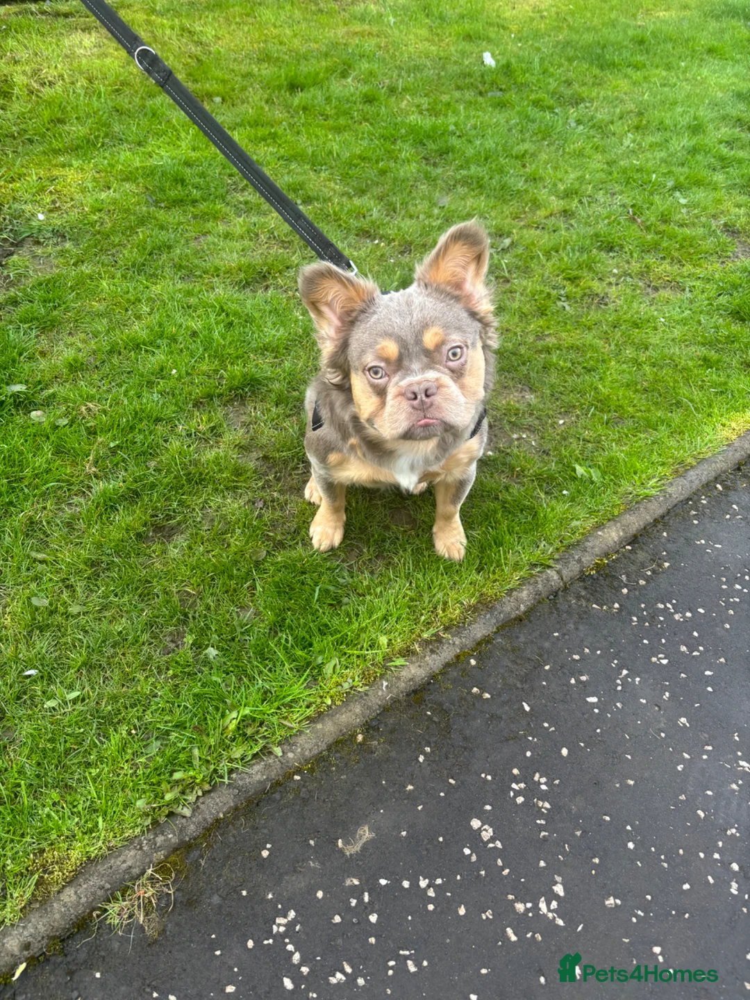 French Bulldog dogs for stud: EL Jefe  - Advert 2